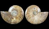 Sliced Fossil Ammonite Pair - Agatized #46505-1